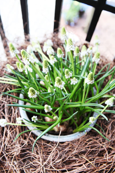 Wooden Tulip, Cornflower & Wicker Woven Lily Bell Flower Bouquet, Swedish  Blue Faux Artificial Plants Stakes Pot Sticks Decor Forget-me-not 